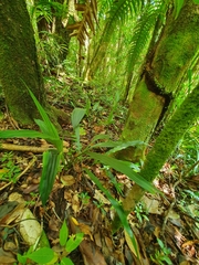 Calanthe sylvatica