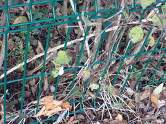 Symphoricarpos albus