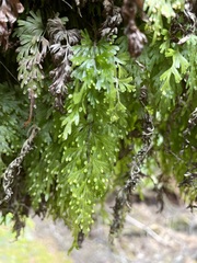 Hymenophyllum flabellatum image