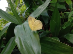 Eurema blanda