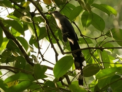 Phaenicophaeus tristis