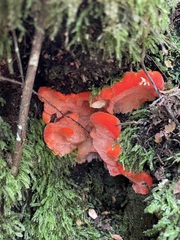 Aurantiporus pulcherrimus