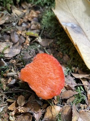 Aurantiporus pulcherrimus