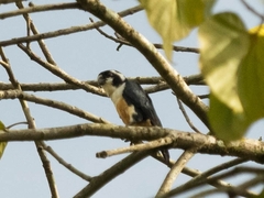 Microhierax fringillarius