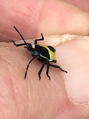 Commius elegans