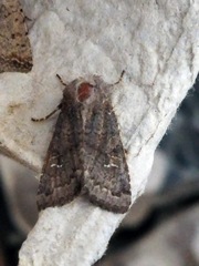 Aporophyla lutulenta