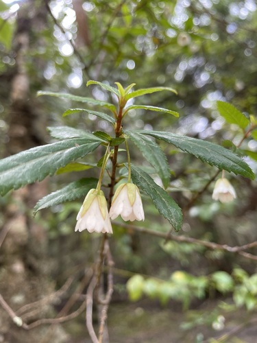 Image of Aristotelia peduncularis by (c) Matt Berger, some rights reserved (CC BY)