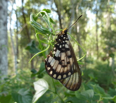 Acraea andromacha