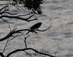 Platycercus caledonicus