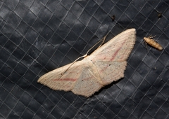 Scopula flaccidaria