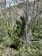 Athrotaxis selaginoides