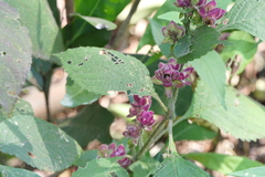 Strobilanthes heyneana