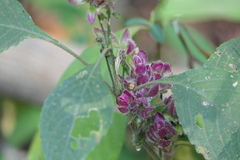 Strobilanthes heyneana
