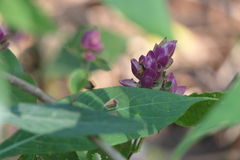Strobilanthes heyneana