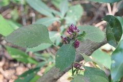 Strobilanthes heyneana