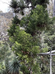 Athrotaxis selaginoides