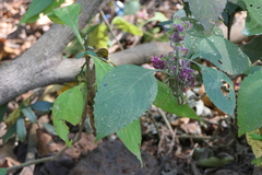 Strobilanthes heyneana