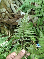 Pityrogramma calomelanos