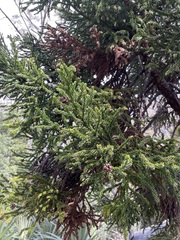 Athrotaxis selaginoides