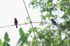 Halcyon cyanoventris