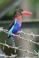 Halcyon cyanoventris