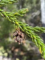 Athrotaxis selaginoides