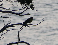 Platycercus caledonicus