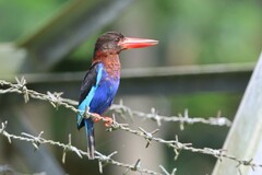 Halcyon cyanoventris