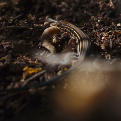 Aspidoscelis hyperythrus