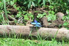 Halcyon cyanoventris