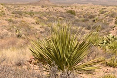 Dasylirion leiophyllum