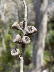 Eucalyptus coccifera