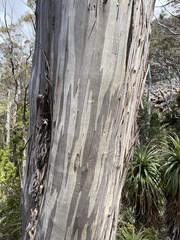 Eucalyptus coccifera