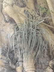 Tillandsia utriculata