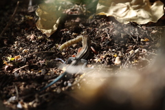 Aspidoscelis hyperythrus