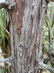 Athrotaxis selaginoides