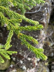 Athrotaxis selaginoides