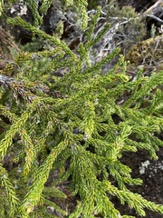 Athrotaxis selaginoides