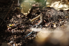 Aspidoscelis hyperythrus