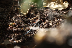 Aspidoscelis hyperythrus