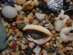 Staphylaea staphylaea