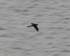 Platycercus caledonicus