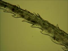 Racomitrium pruinosum