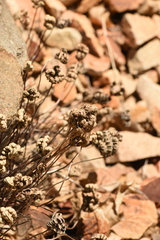 Notholaena standleyi