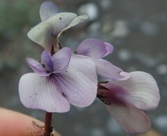 Astragalus nutzotinensis