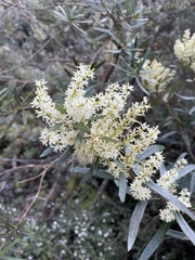 Orites diversifolius