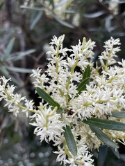 Orites diversifolius