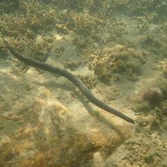 Emydocephalus annulatus