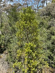 Atherosperma moschatum