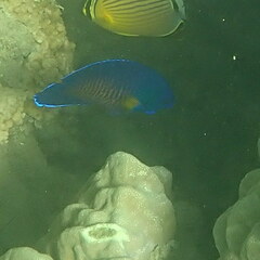 Centropyge bispinosa